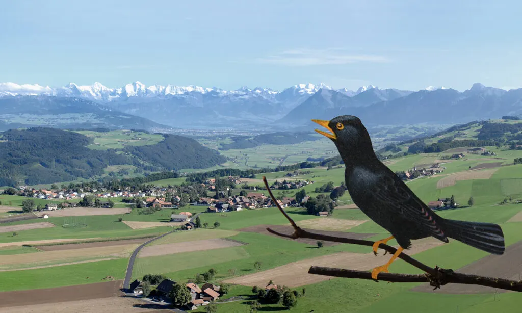 Eine singende Amsel vor dem Panorama von Zimmerwald